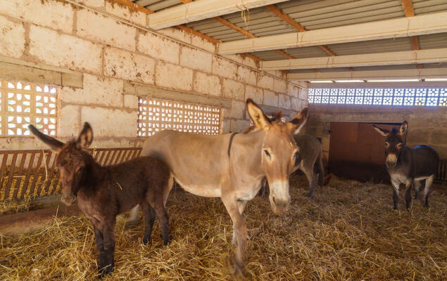 Finca Son Baulo - Photo 39